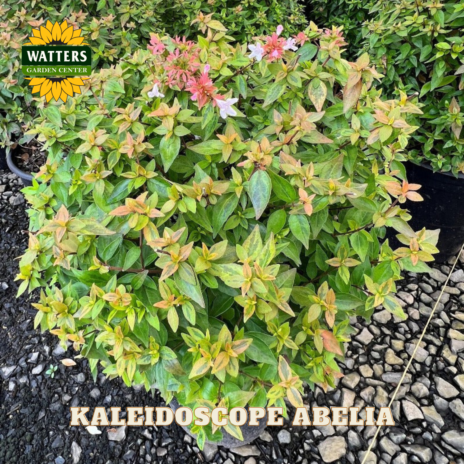 Green Kaleidoscope Abelia with leaves turning red and orange and white flowers blooming toward the top of the shrub.