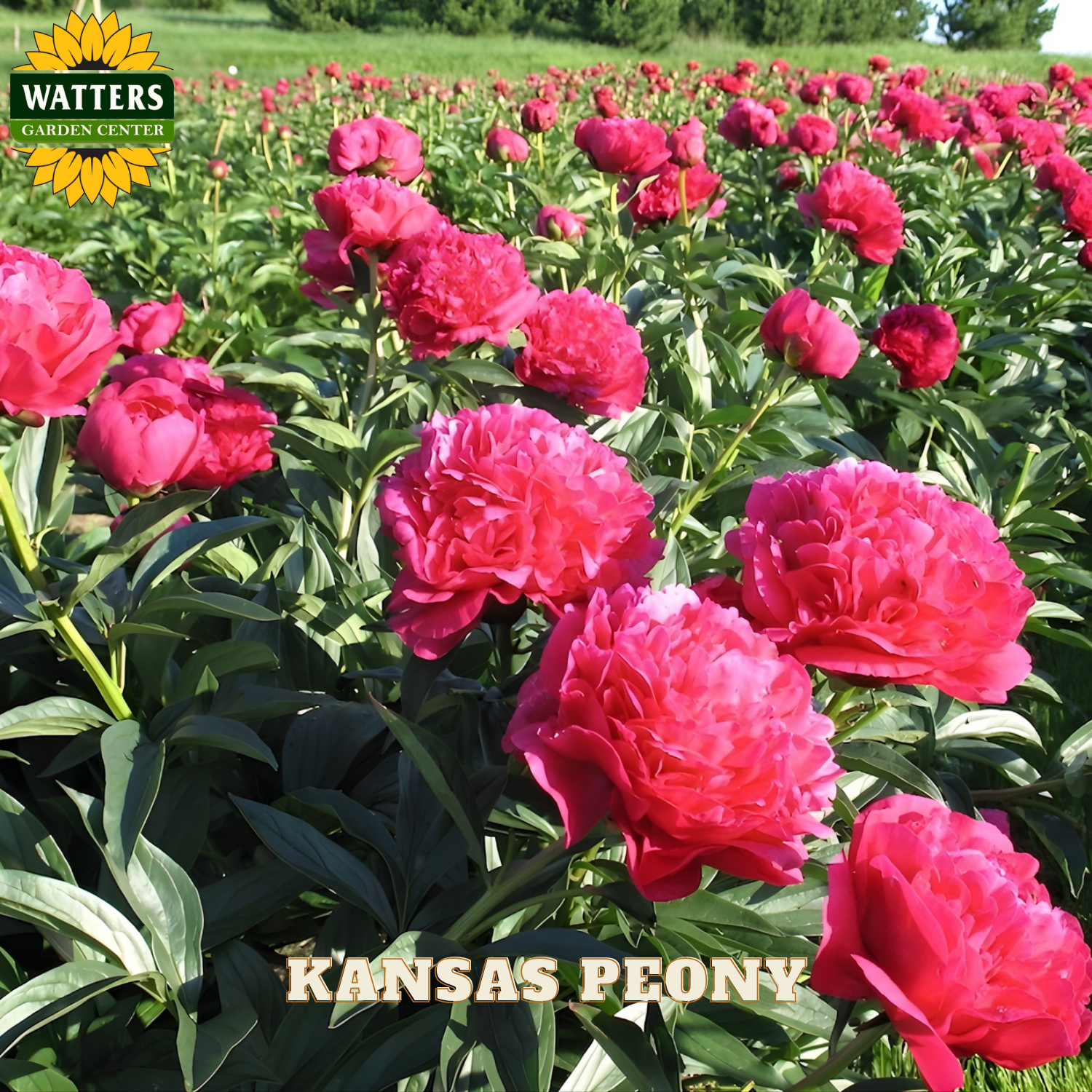Field of pink peony flowers with Watters Garden Center branding.