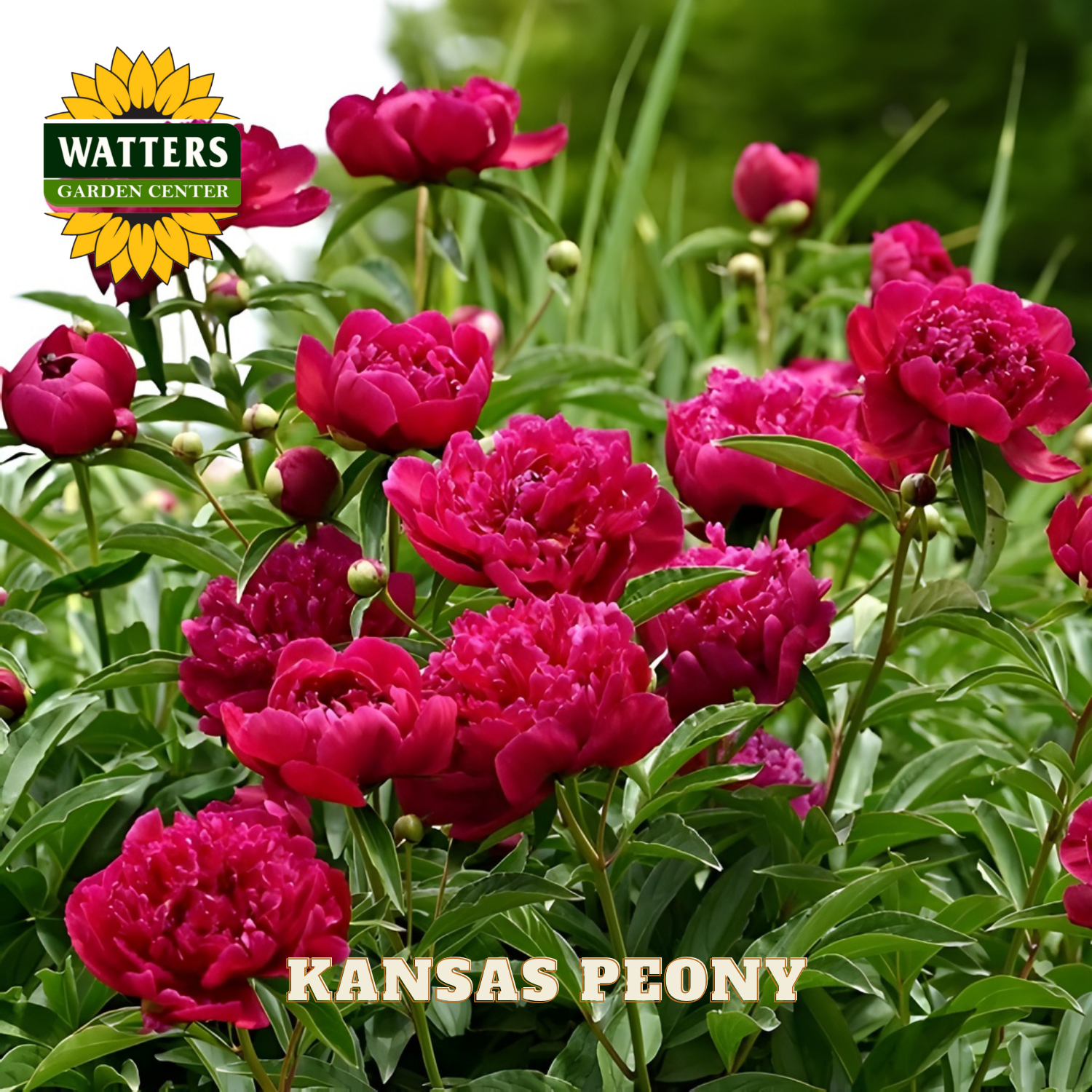 Pink peony flowers with Watters Garden Center logo in the corner