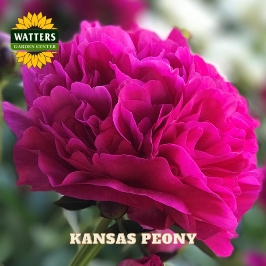 Close-up of a vibrant pink peony flower with Watters Garden Center branding.