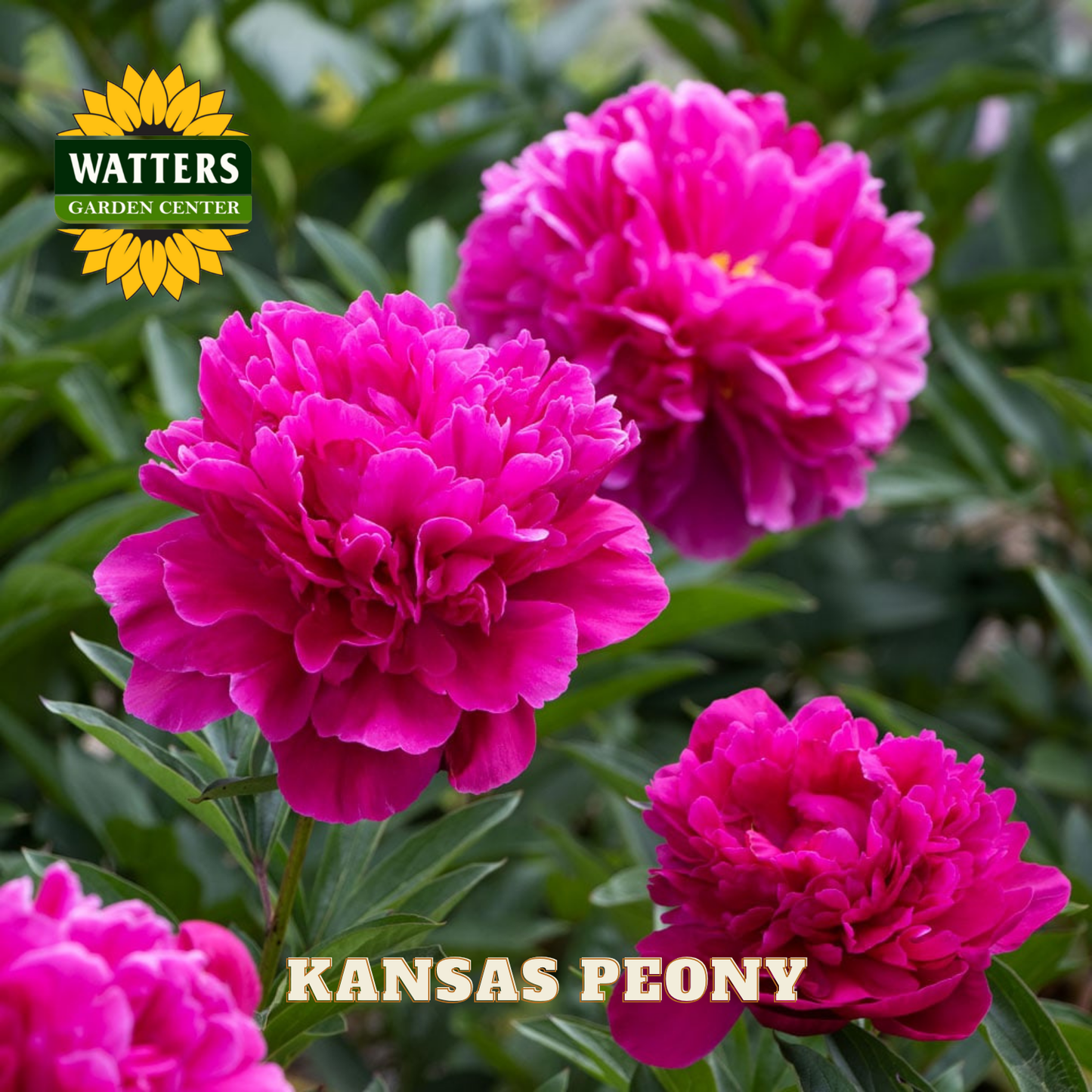 Pink peony flowers with Watters Garden Center logo and 'Kansas Peony' text.