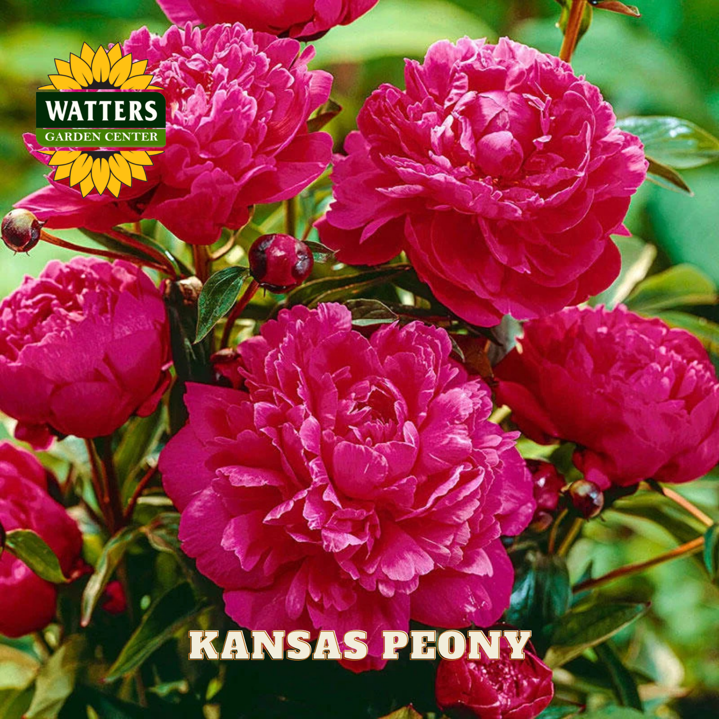 Pink peony flowers with Watters Garden Center logo and 'Kansas Peony' text.