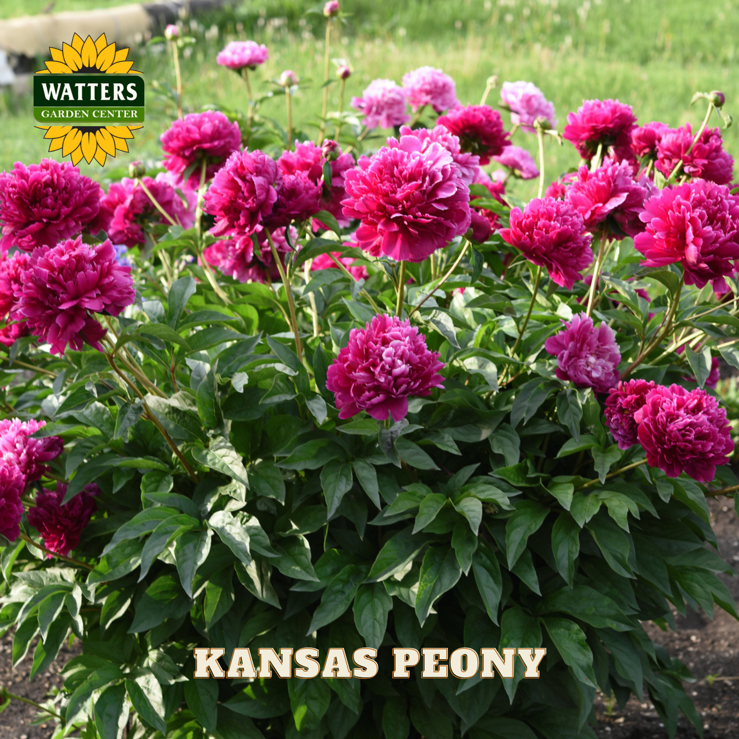 Pink peony flowers with green leaves and Watters Garden Center logo.