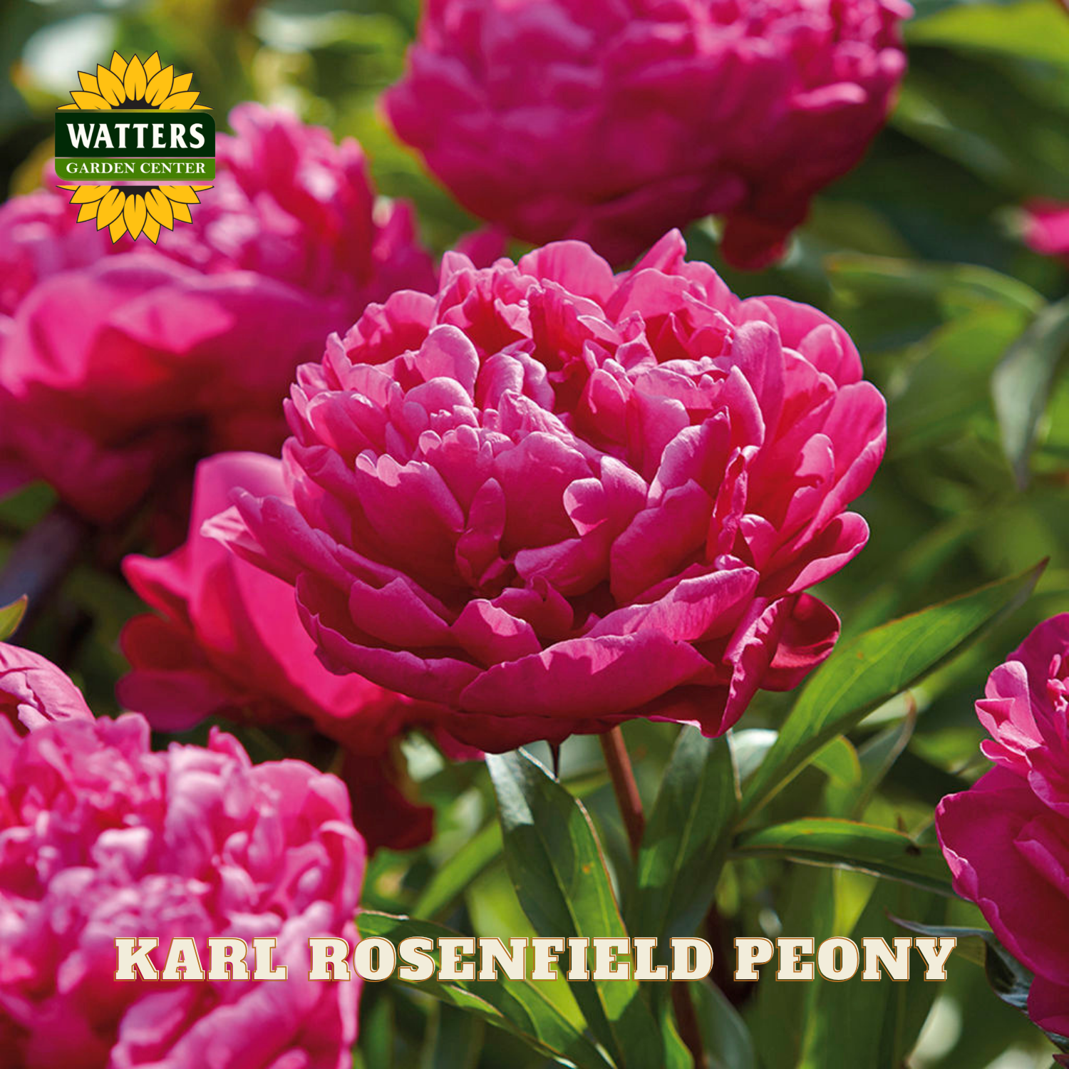Pink peony flowers with Watters Garden Center logo and 'Karl Rosenfield Peony' text.