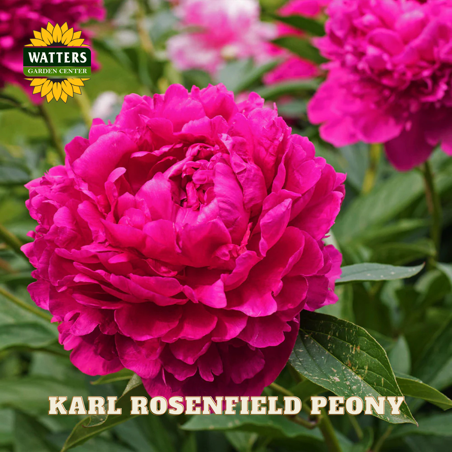 Closeup of a pink Karl Rosenfield Peony.