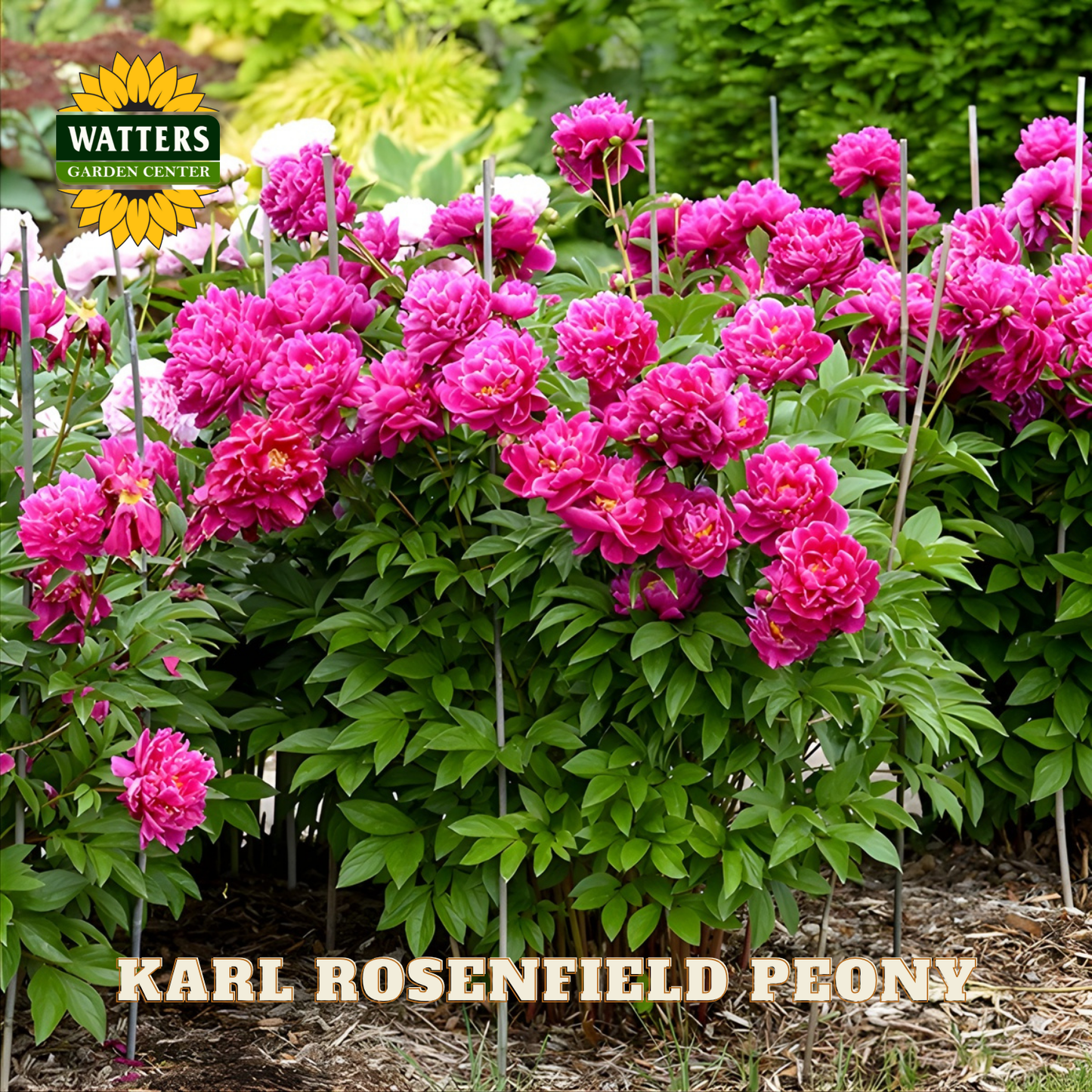 Bouquet of pink peonies with 'Watters Garden Center' logo in the background