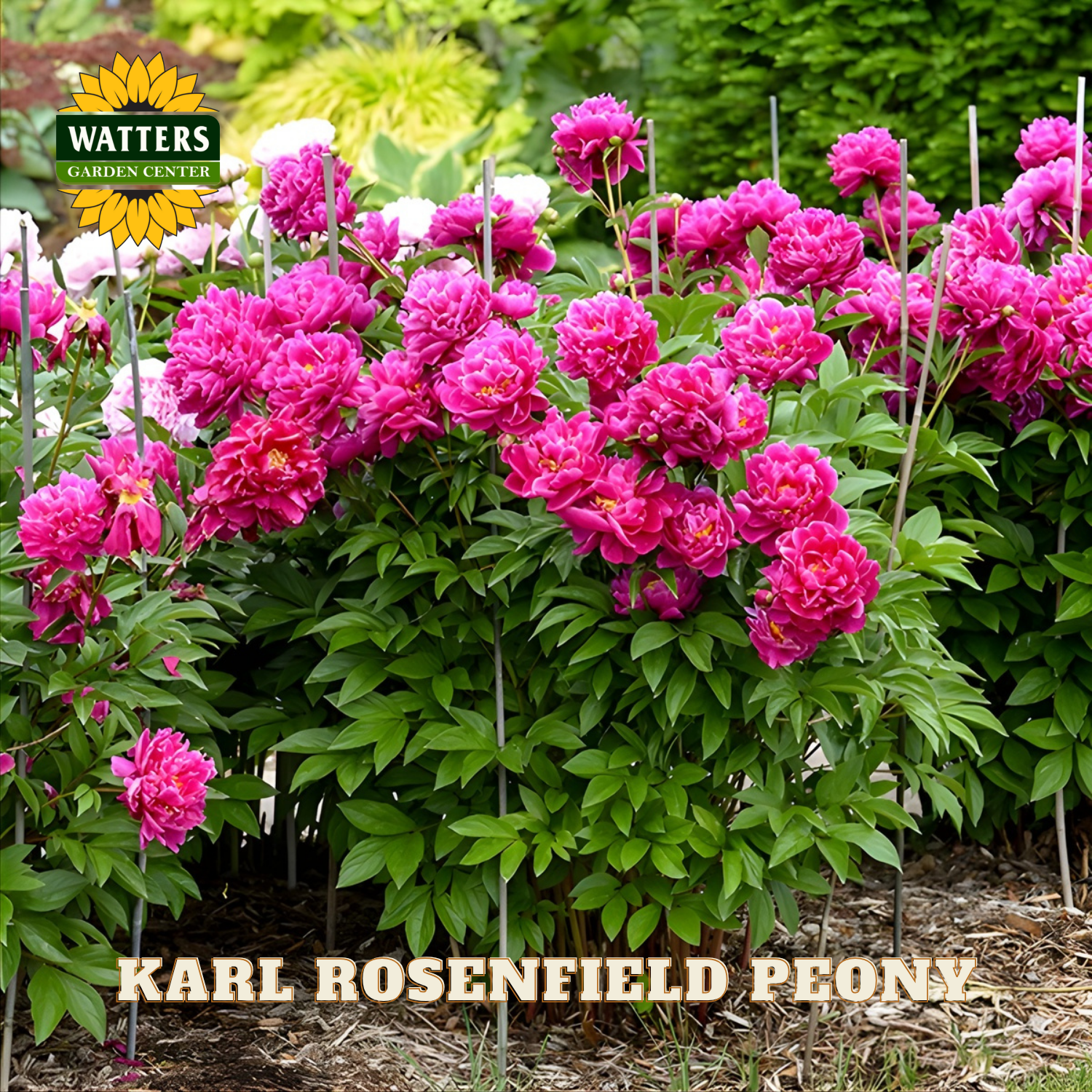Bouquet of pink peonies with 'Watters Garden Center' logo in the background