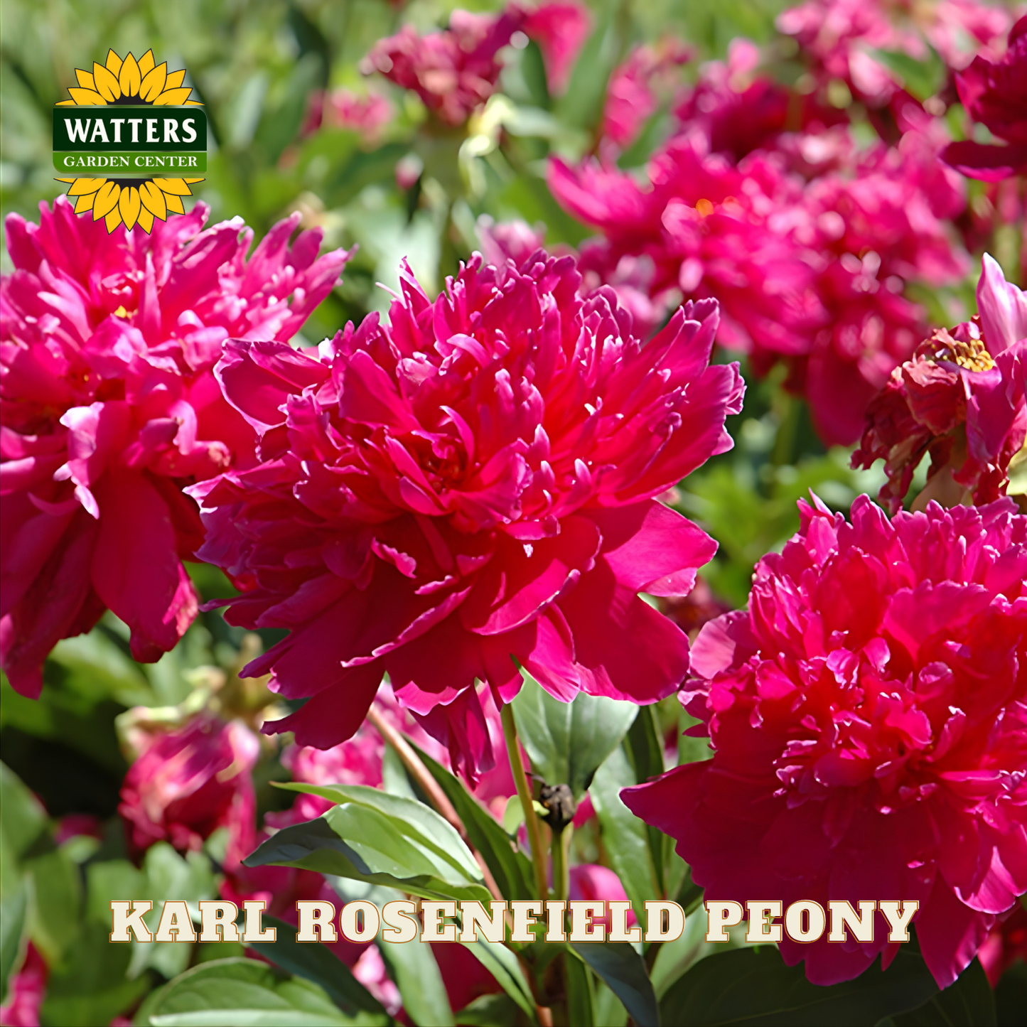 Pink peony flowers with Watters Garden Center logo and 'Karl Rosenfield Peony' text.