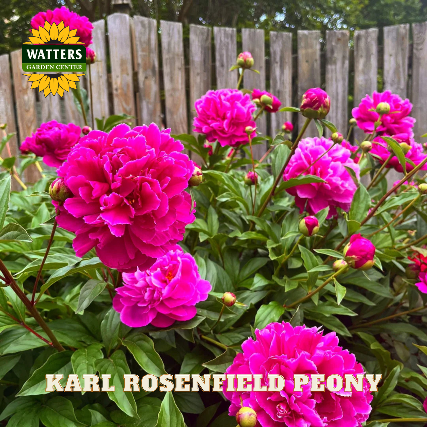 Pink peony flowers with a wooden fence and Watters Garden Center logo in the background.