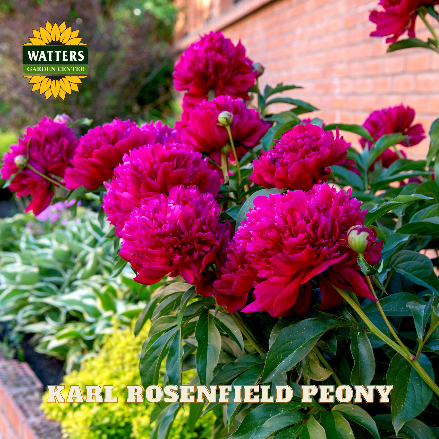 Pink peony flowers with Watters Garden Center logo and 'Karl Rosenfield Peony' text.