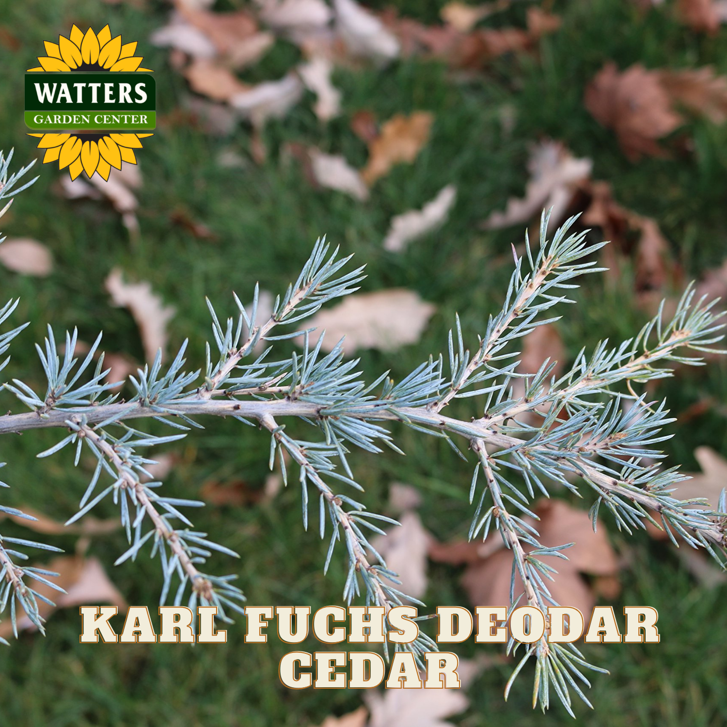 Karl Fuchs Deodar Cedar branch with Watters Garden Center branding.