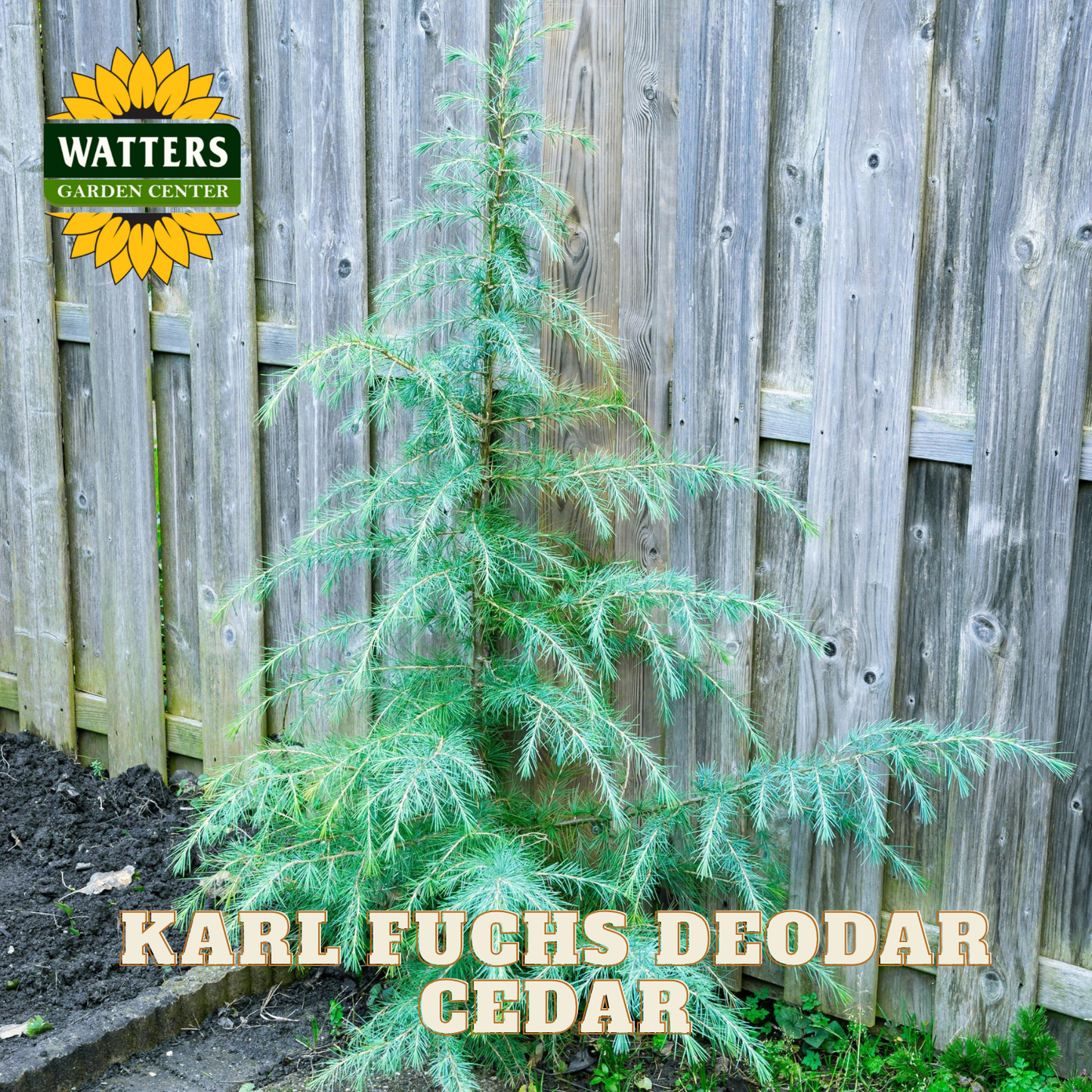 Karl Fuchs Deodar Cedar plant in front of a wooden fence with Watters Garden Center logo.