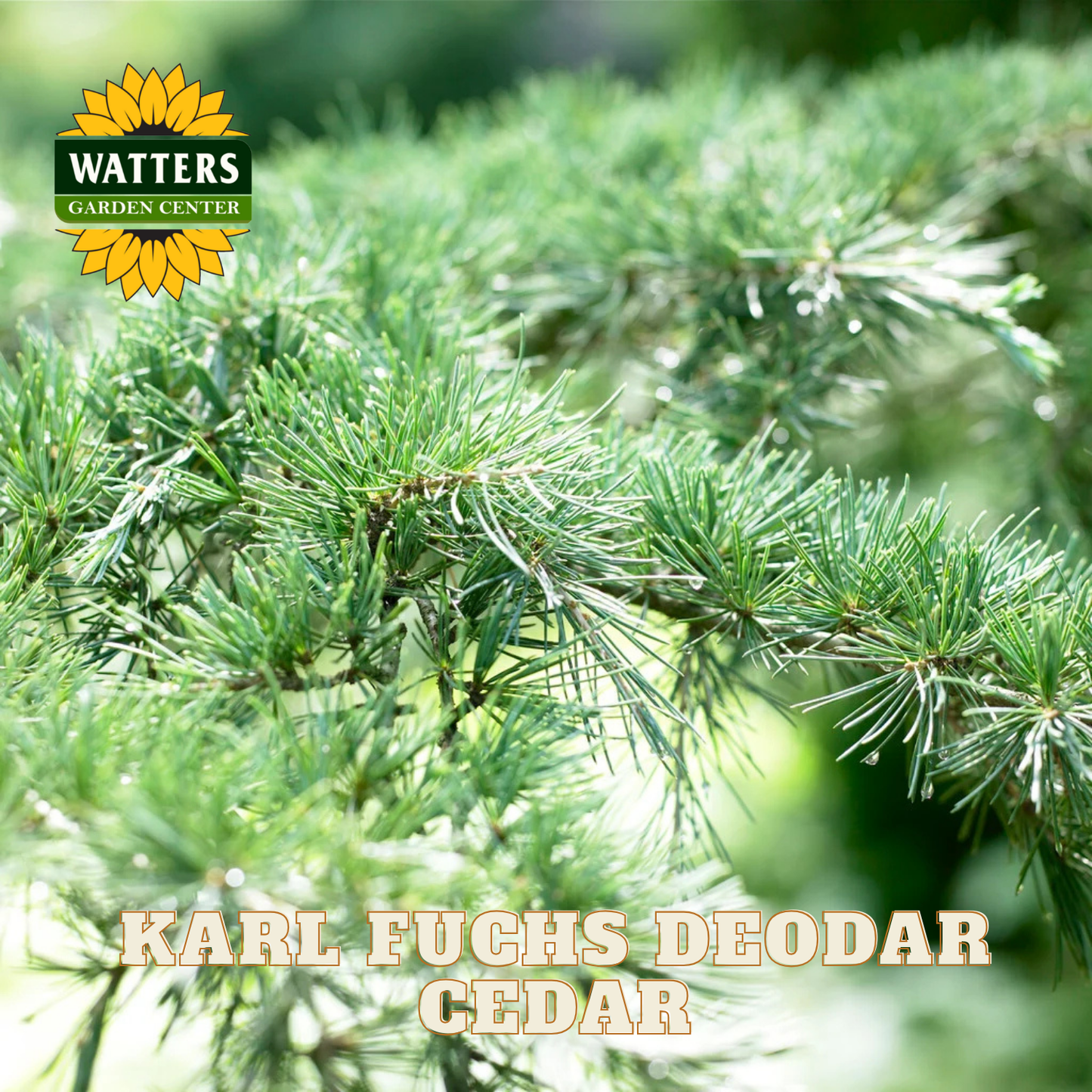 Karl Fuchs Deodar Cedar with Watters Garden Center logo
