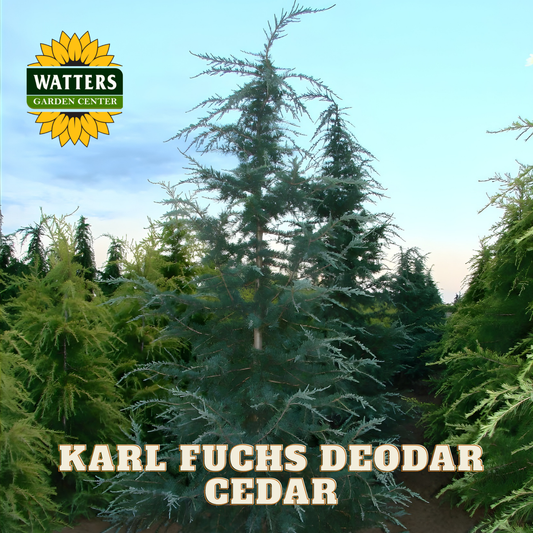 Karl Fuchs Deodar Cedar tree with Watters Garden Center logo in the background