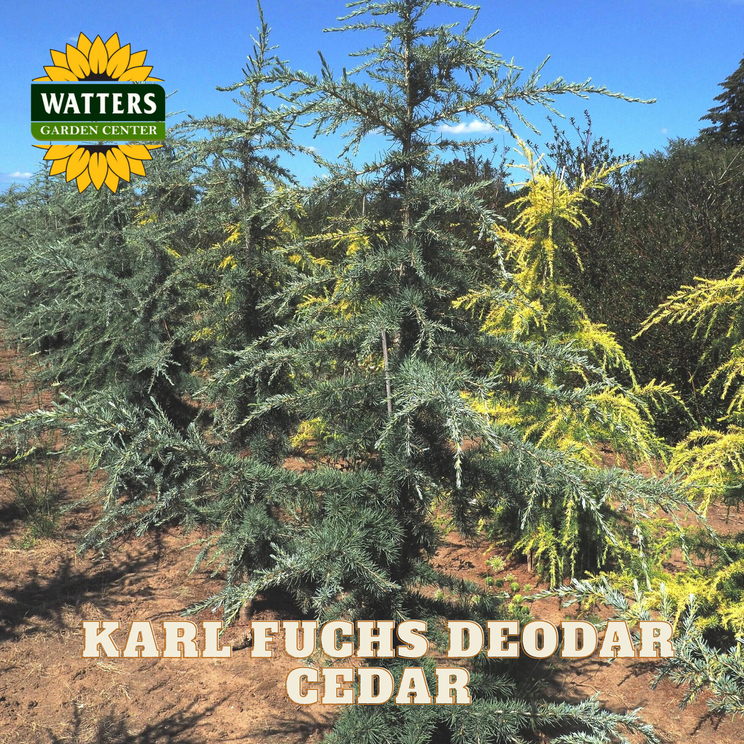 Karl Fuchs Deodar Cedar with Watters Garden Center logo
