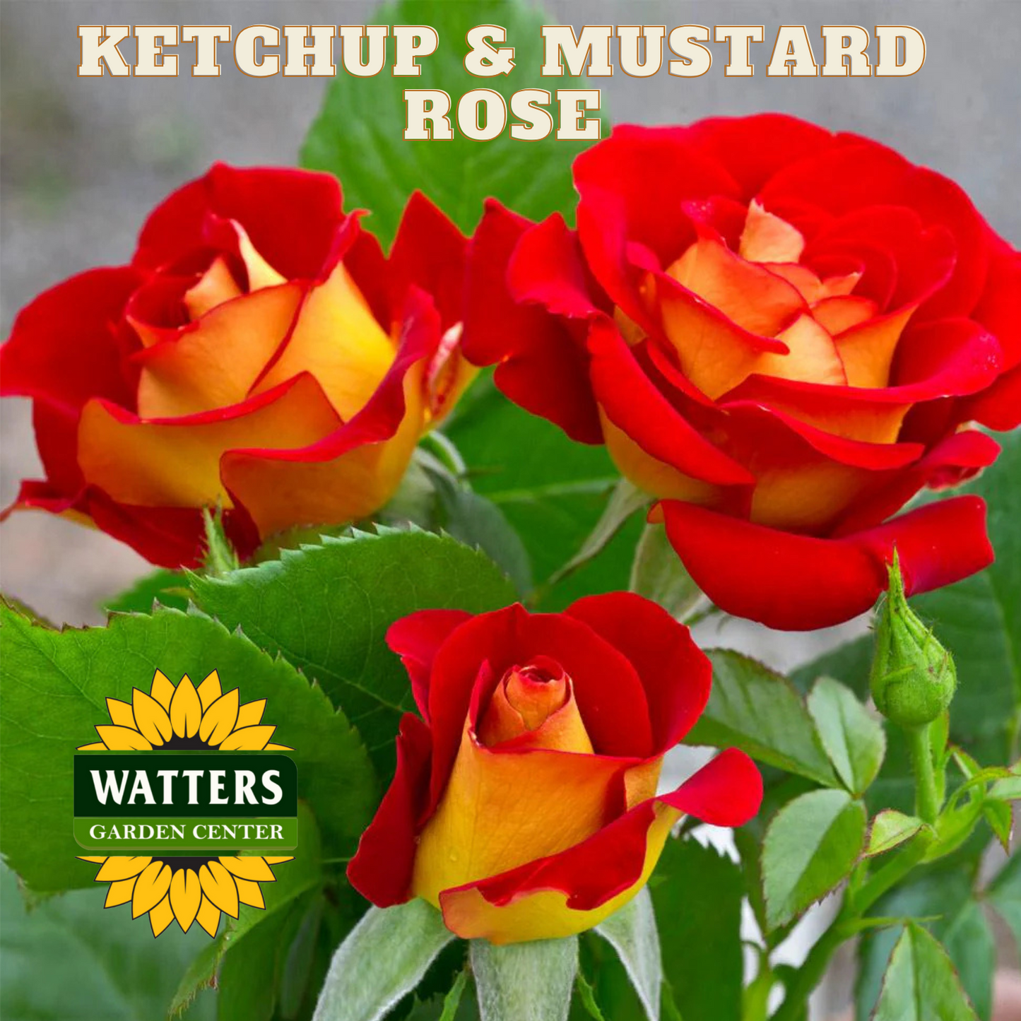 KETCHUP & MUSTARD ROSE 3gal - Preorder