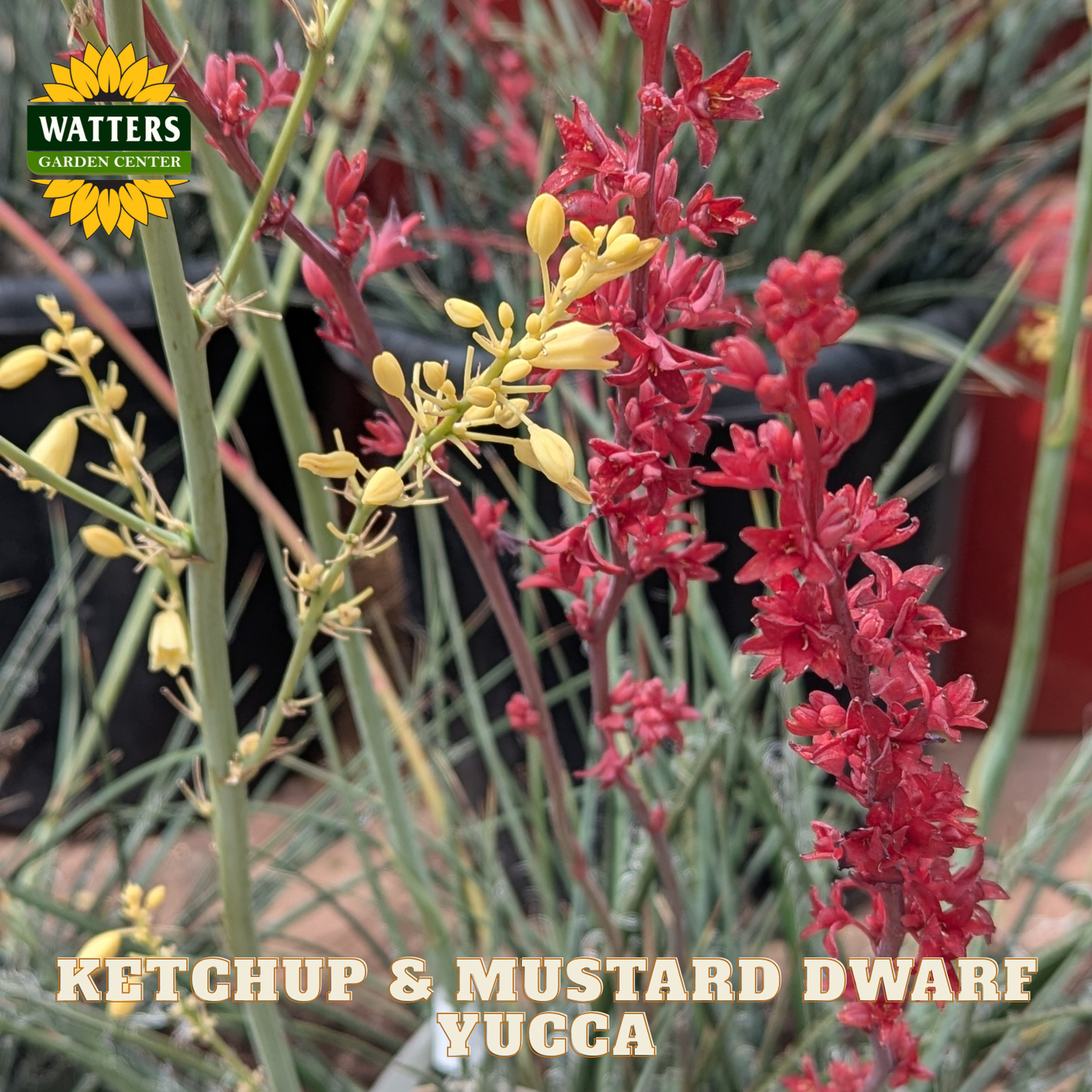 Red and yellow yucca plants with Watters Garden Center logo.