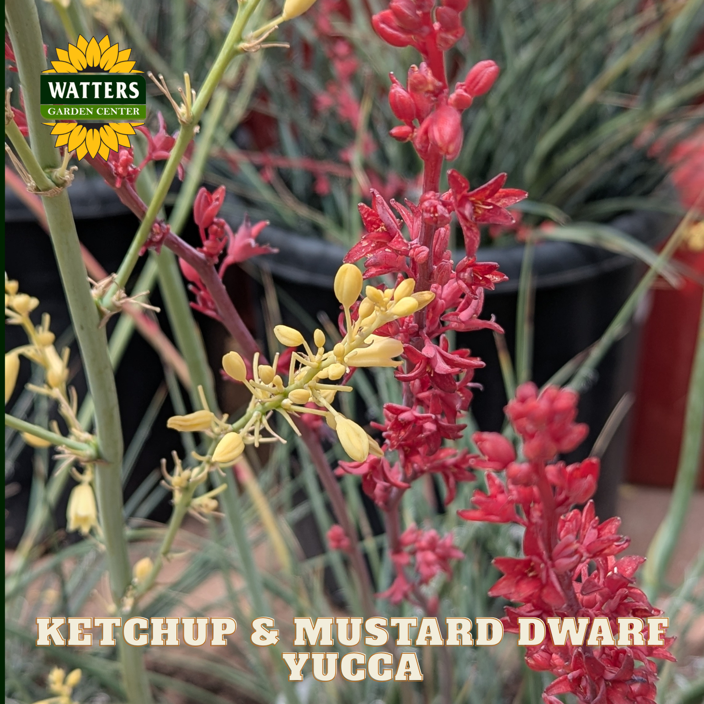 Yucca plant with red flowers and green leaves, labeled 'Ketchup & Mustard Dwarf Yucca' with Watters Garden Center logo.