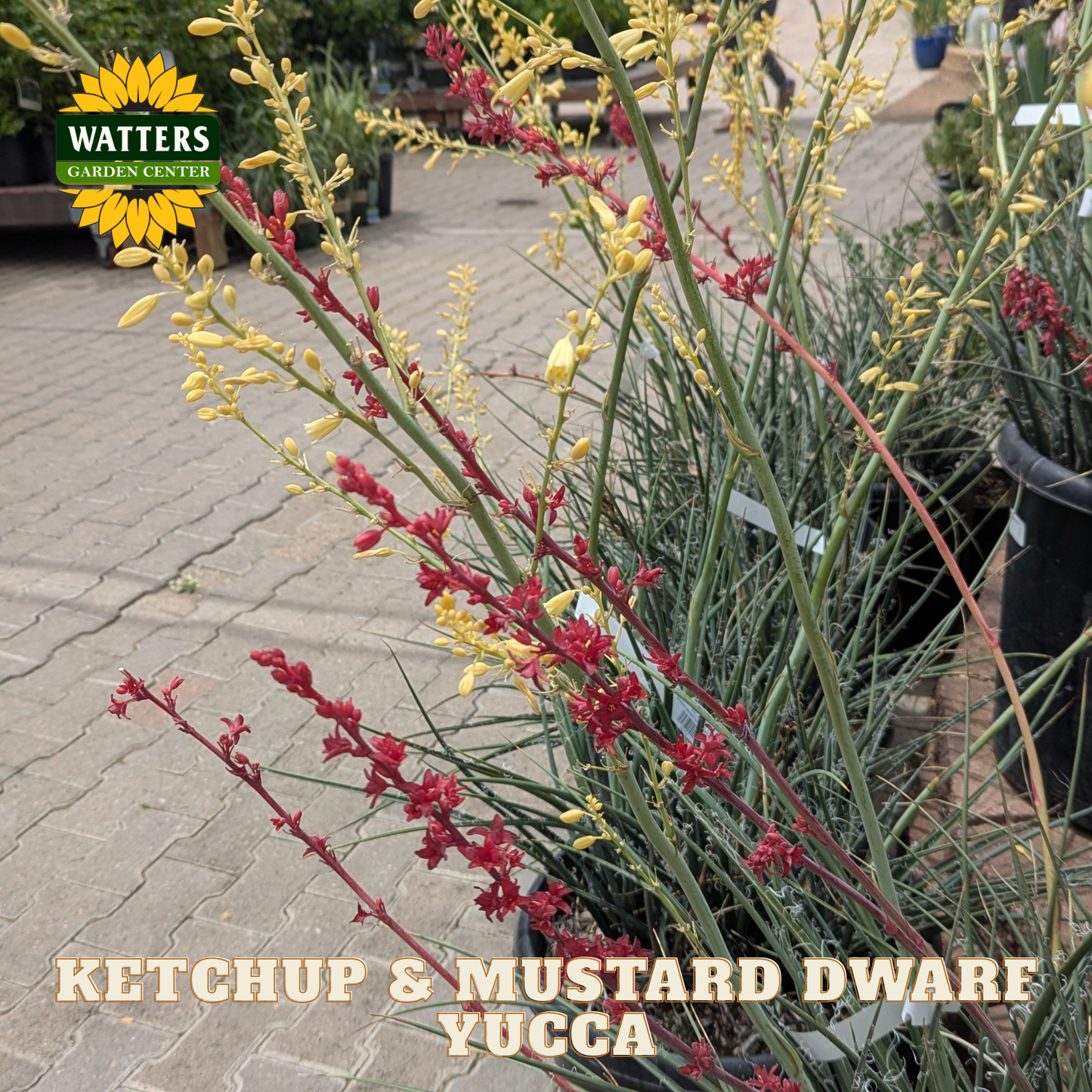 Yucca plant with red and yellow flowers on a patio background, featuring Watters Garden Center logo.