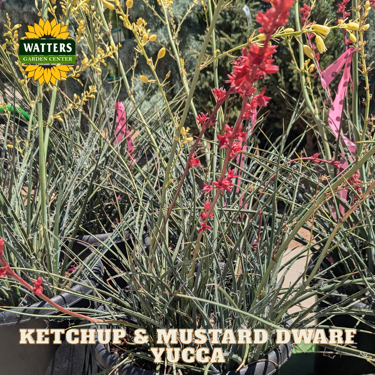 Yucca plant with red flowers and green leaves, labeled 'Ketchup & Mustard Dwarf Yucca' with Watters Garden Center logo.