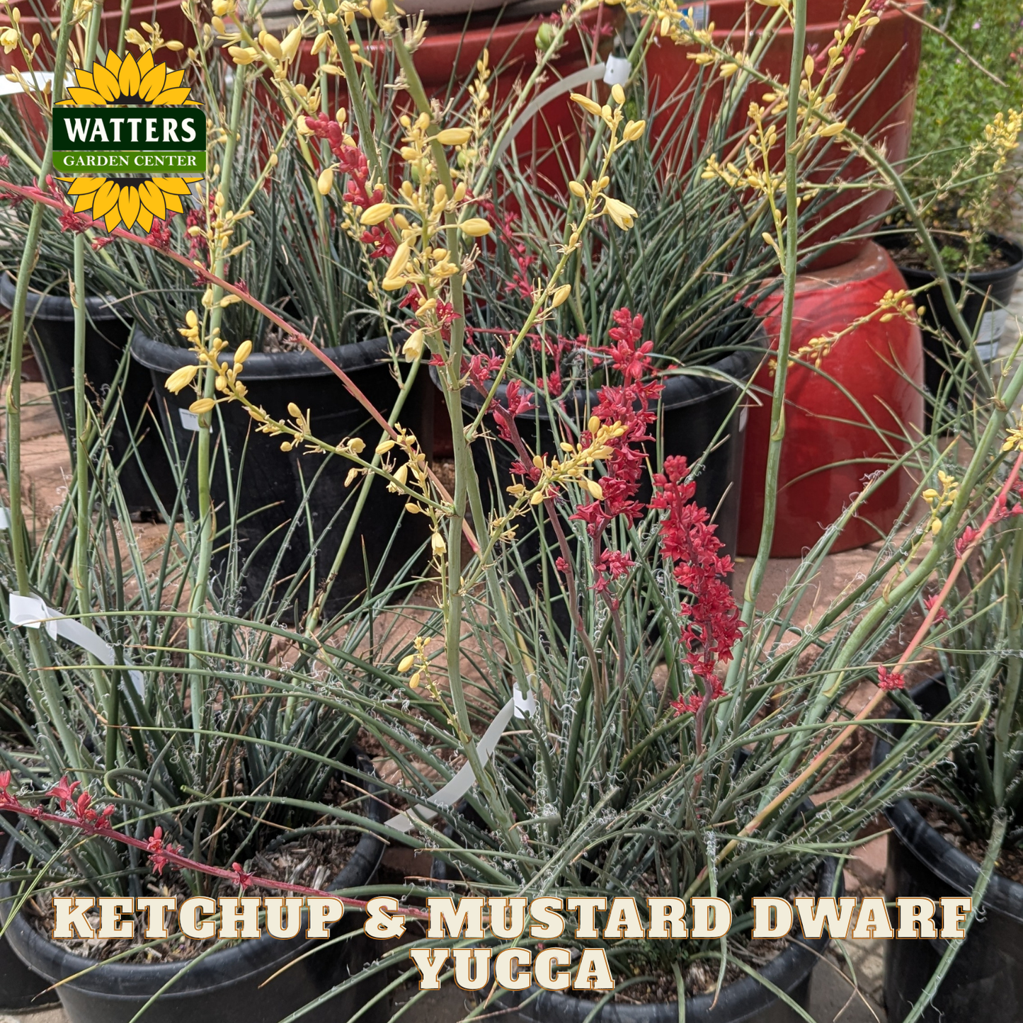 Potted plants with red and yellow flowers labeled 'Ketchup & Mustard Dwarf Yucca' from Watters Garden Center.