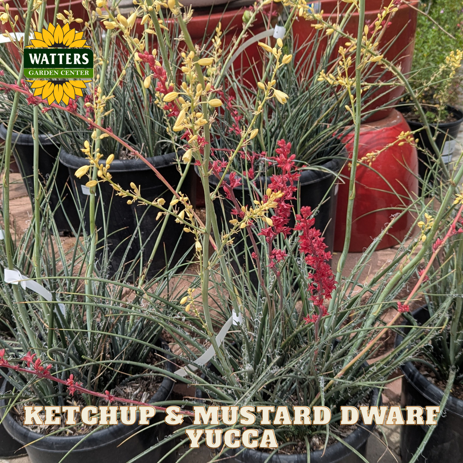 Potted plants with red and yellow flowers labeled 'Ketchup & Mustard Dwarf Yucca' from Watters Garden Center.