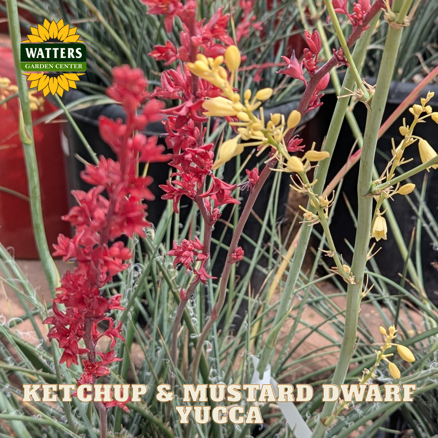 Yucca plant with red and yellow flowers, labeled 'Ketchup & Mustard Dwarf Yucca' by Watters Garden Center.
