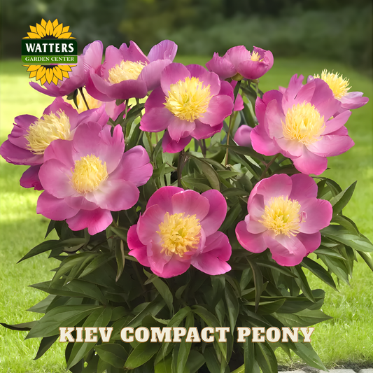 Kiev Compact Peony flowers with Watters Garden Center logo