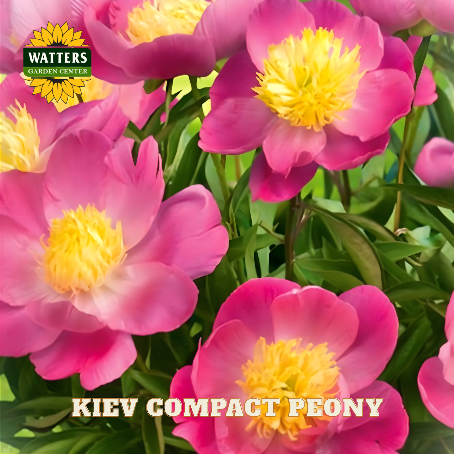 Pink peony flowers with yellow centers and 'Watters Garden Center' logo.