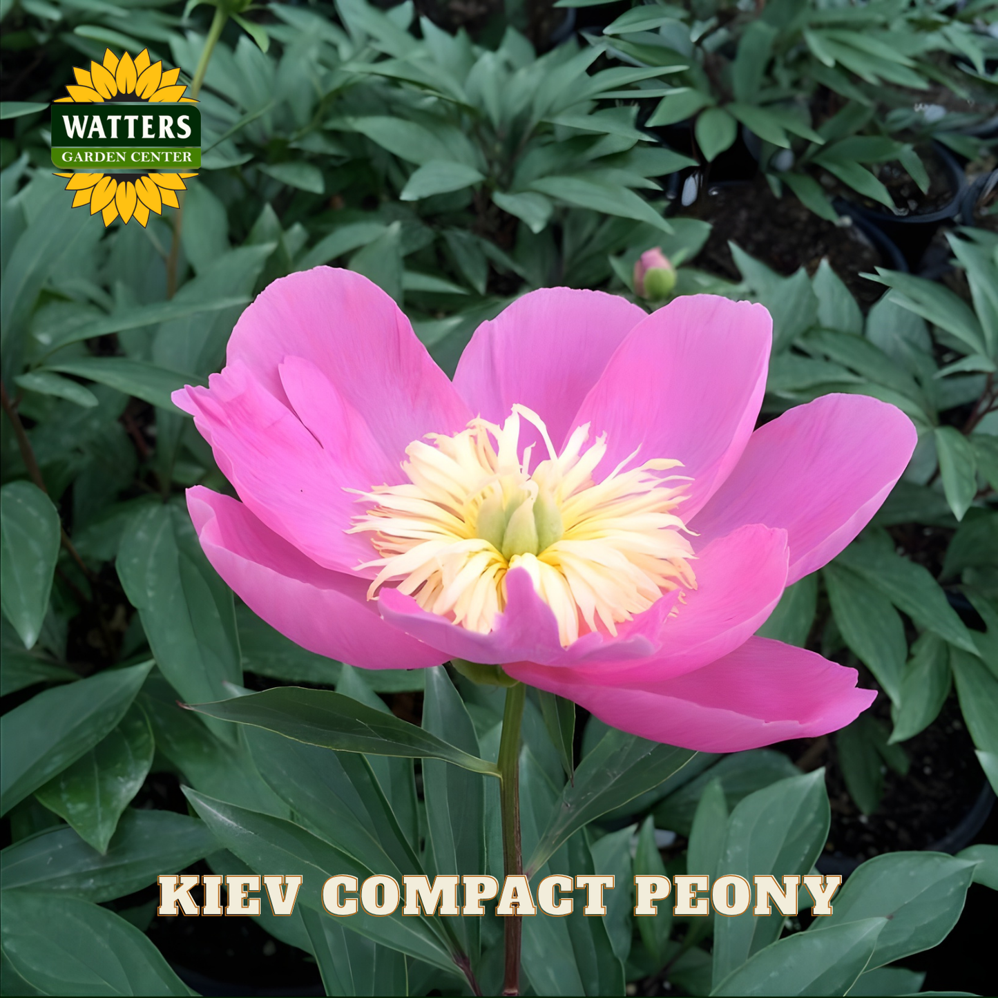 Pink peony flower with green leaves and Watters Garden Center logo.
