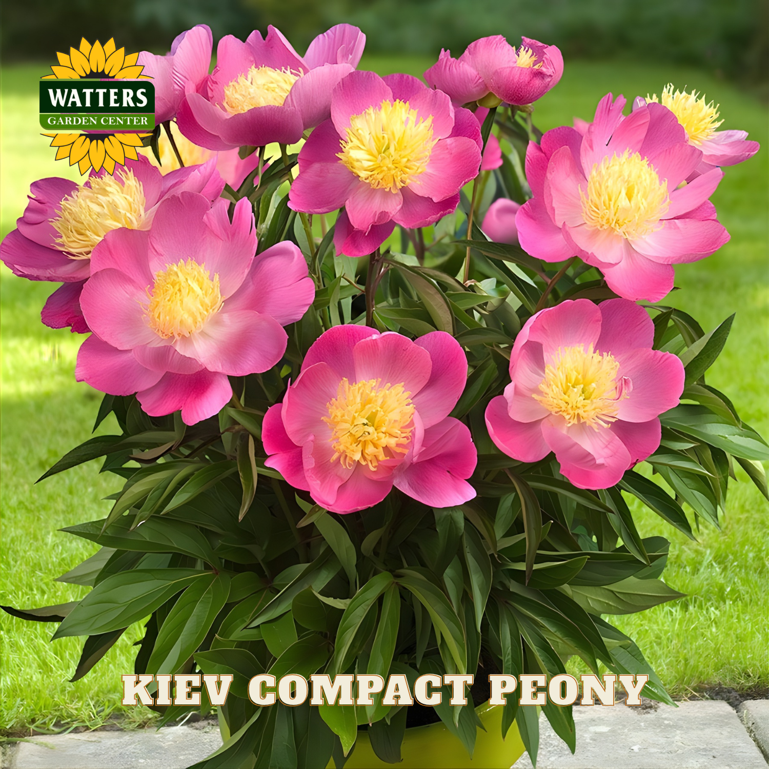 Kiev Compact Peony plant with pink flowers and yellow centers on a grassy background, featuring Watters Garden Center branding.