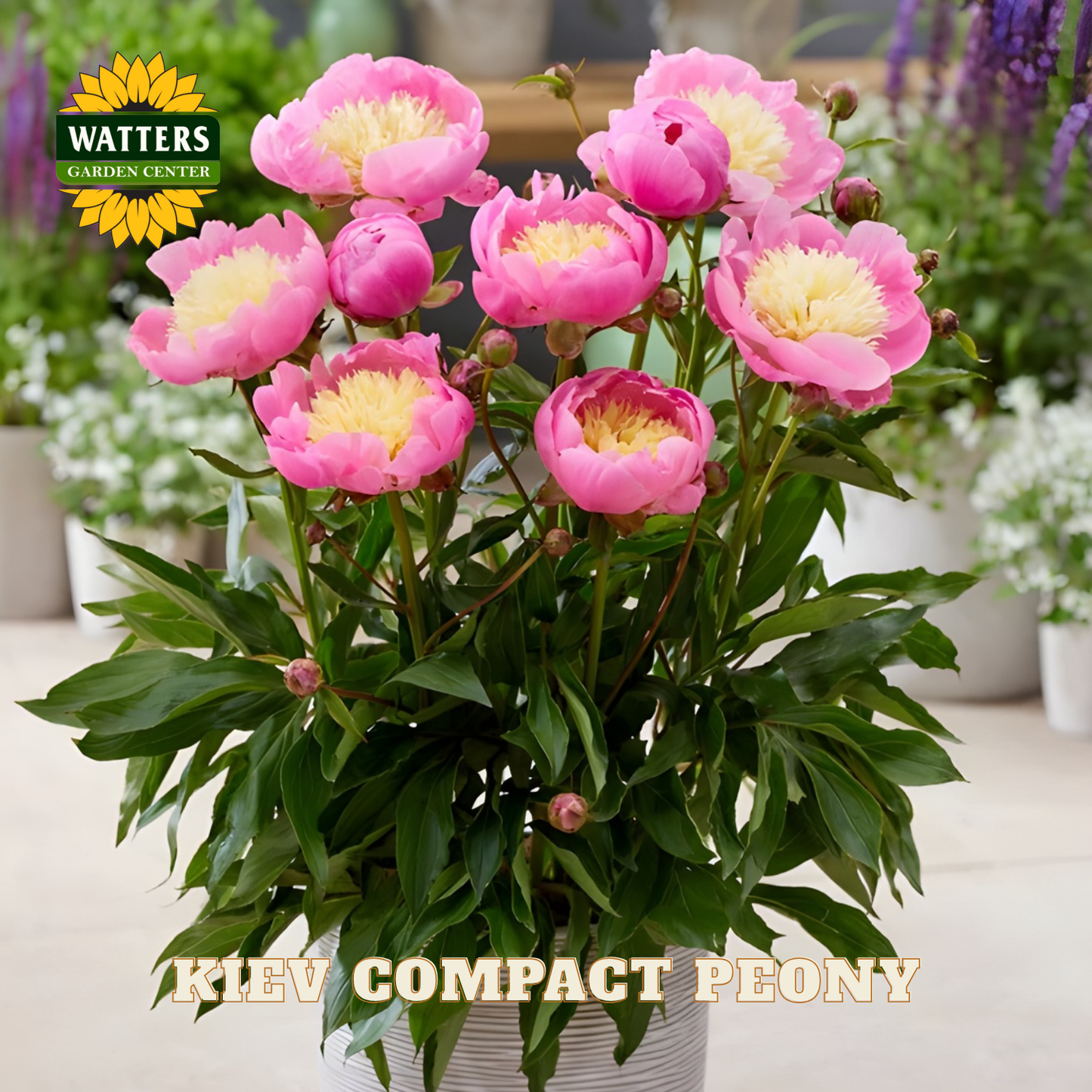 Kiev Compact Peony plant with pink flowers in a garden setting, featuring Watters Garden Center branding.