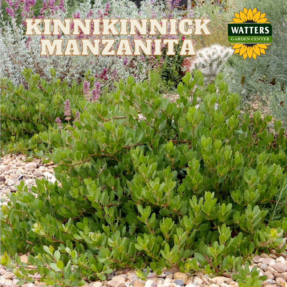 KINNIKINNICK MANZANITA 1gal