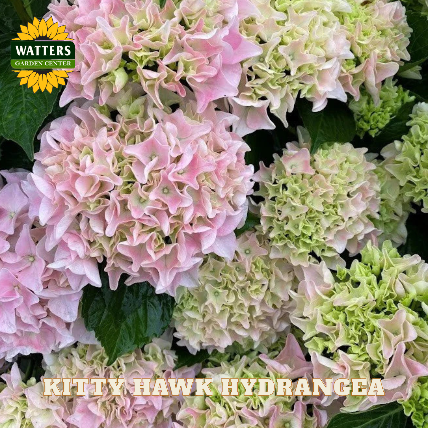 Close-up of pink and green hydrangea flowers with Watters Garden Center branding.