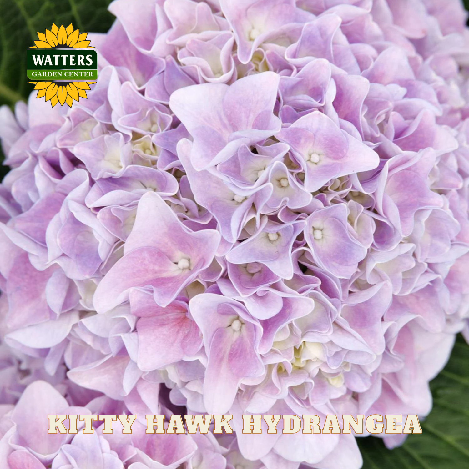 Close-up of pink hydrangea flowers with Watters Garden Center logo.