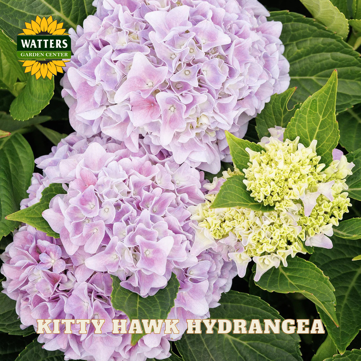 Close-up of pink and green hydrangea flowers with Watters Garden Center logo.