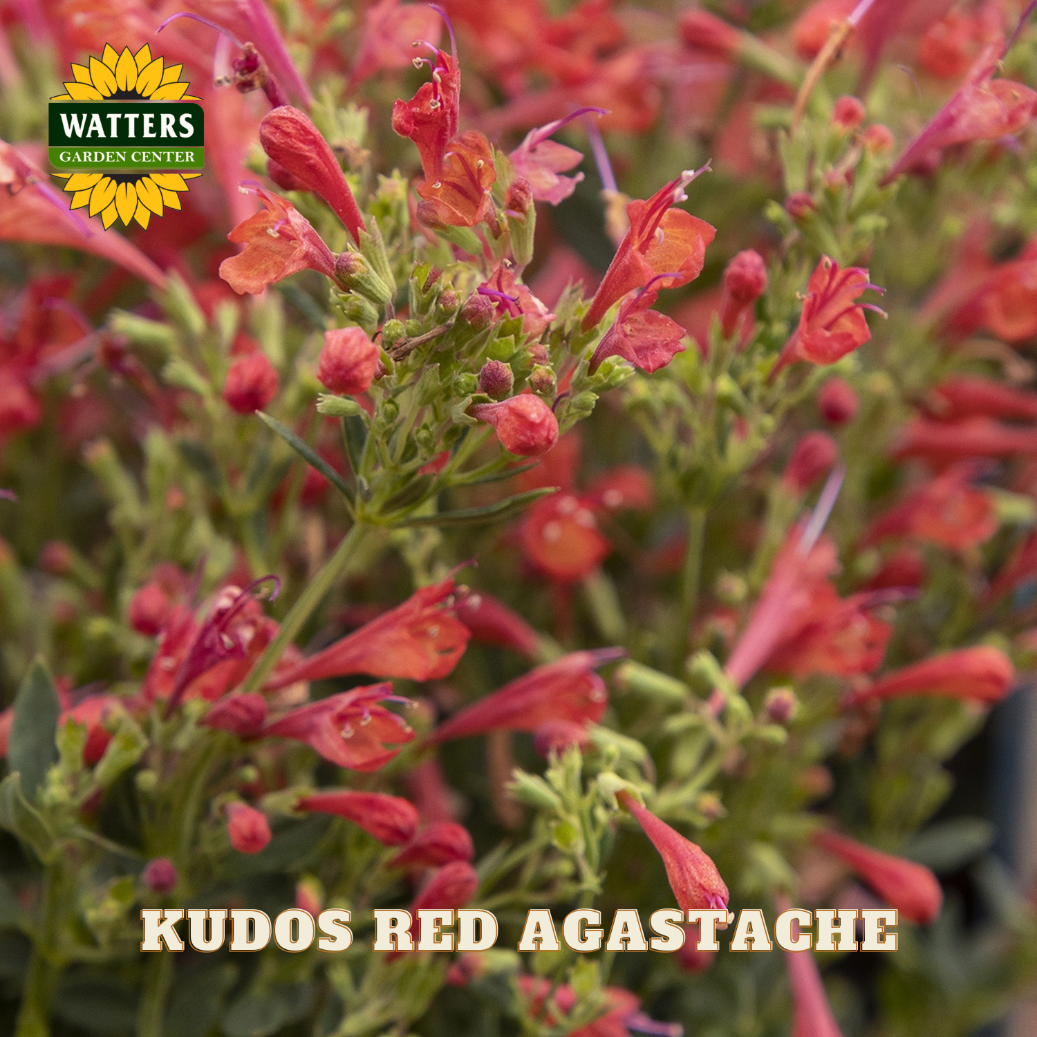 Kudos Red Agastache with Watters Garden Center branding