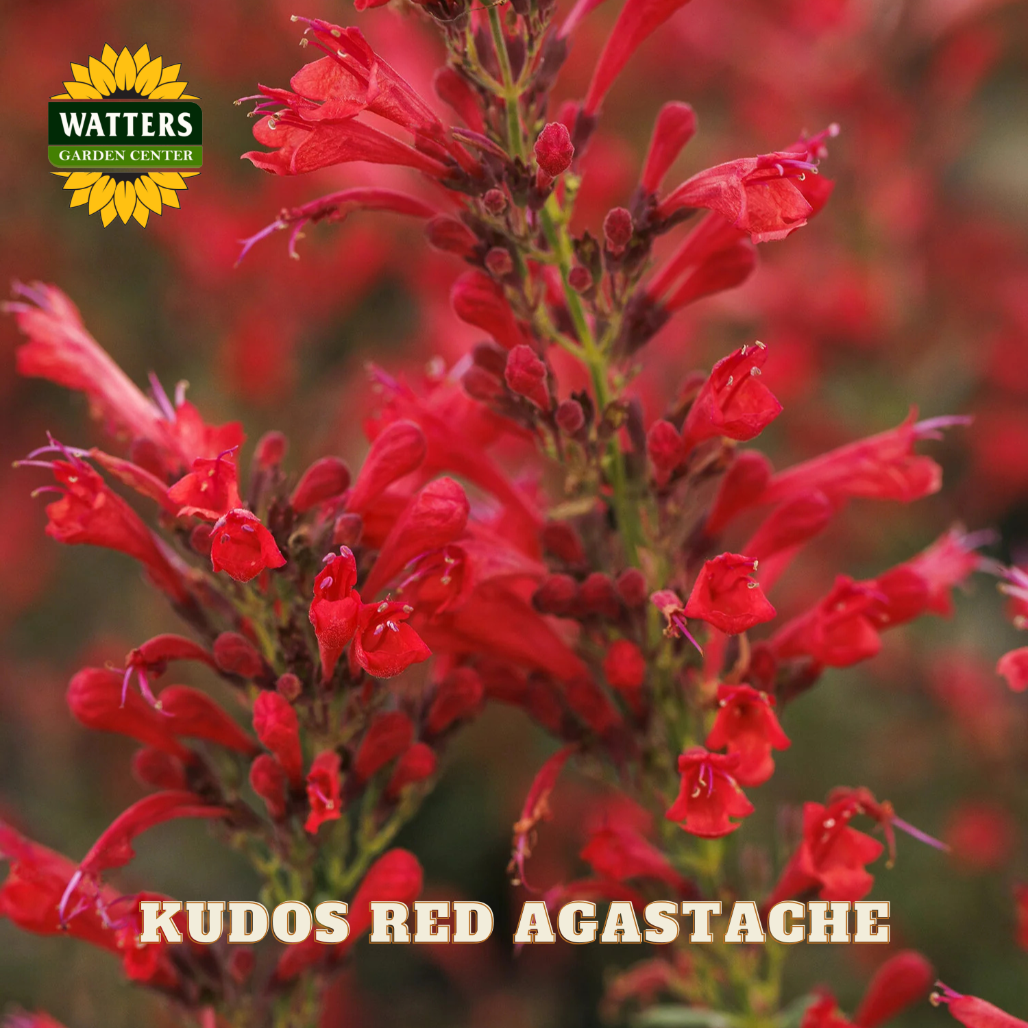 Red Agastache flowers with Watters Garden Center logo and text overlay.