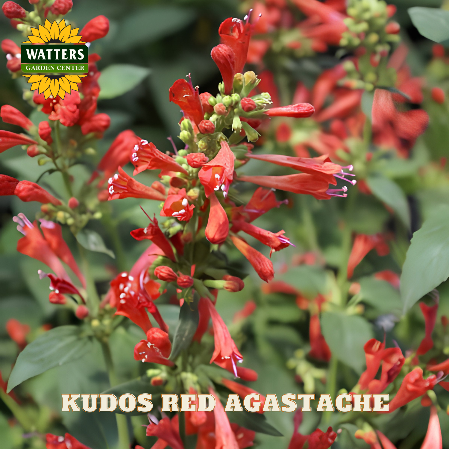 Red Agastache flowers with Watters Garden Center logo and text overlay.