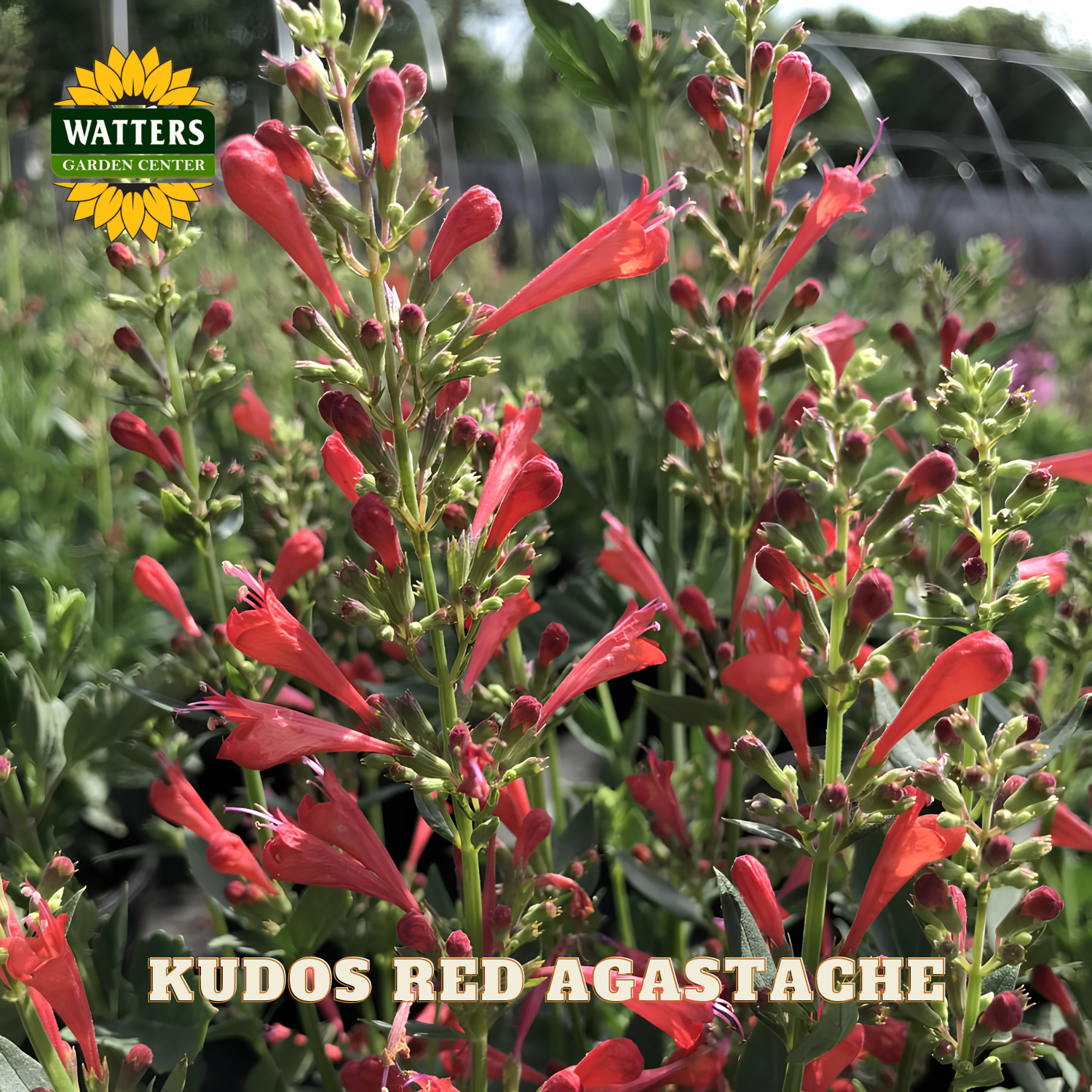 Kudos Red Agastache plant with Watters Garden Center logo in the corner.