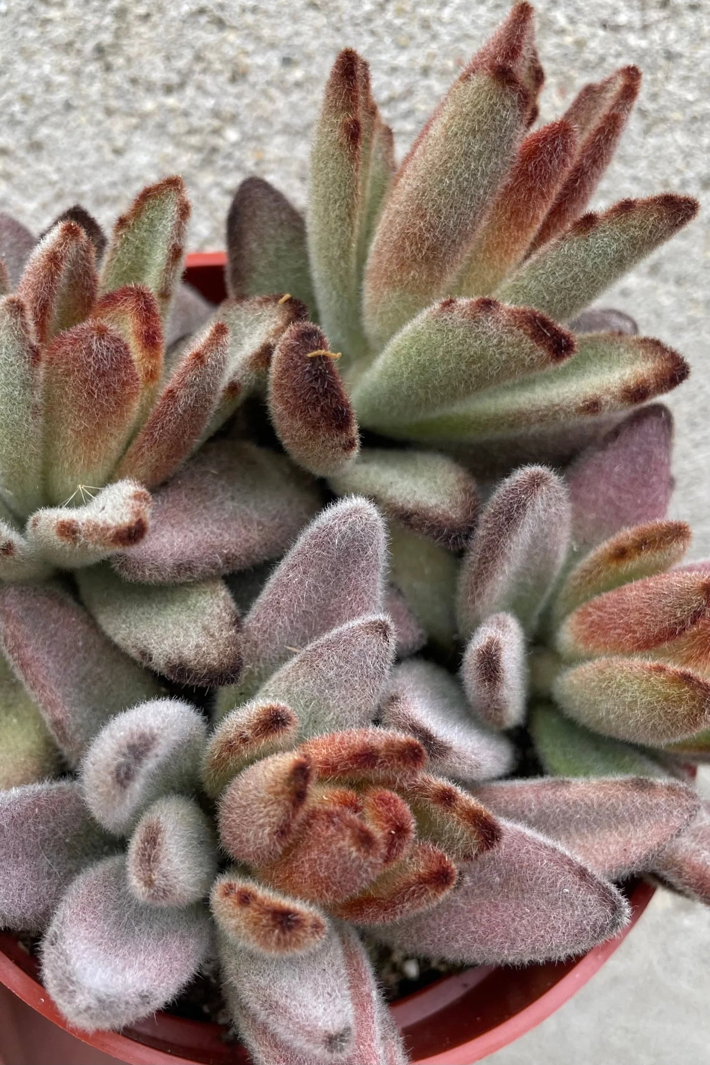 Chocolate Soldier Kalanchoe