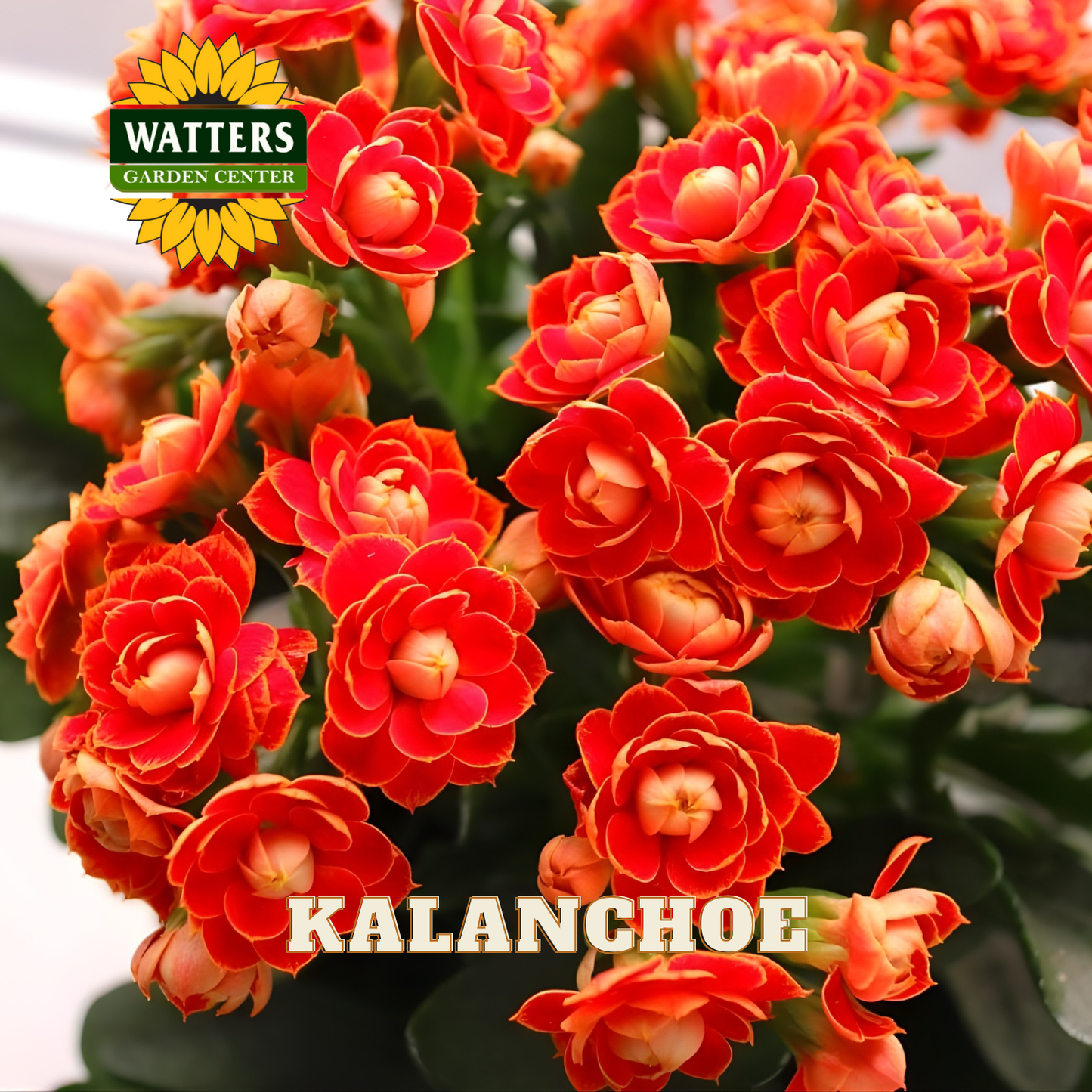 Closeup of the orange flowers of the Kalanchoe plant.