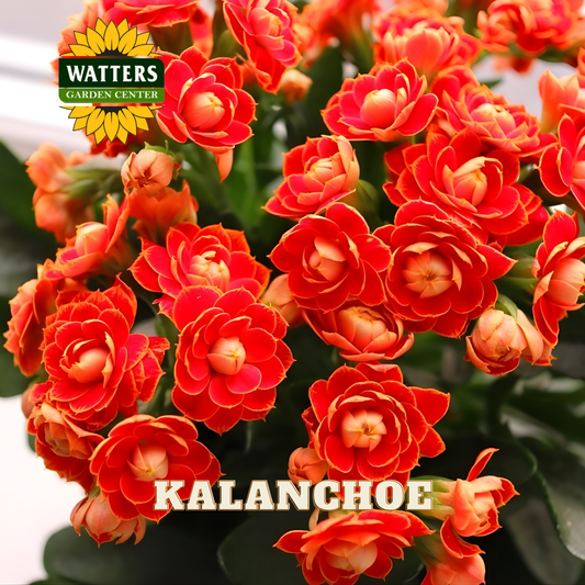 Closeup of the orange flowers of the Kalanchoe plant.