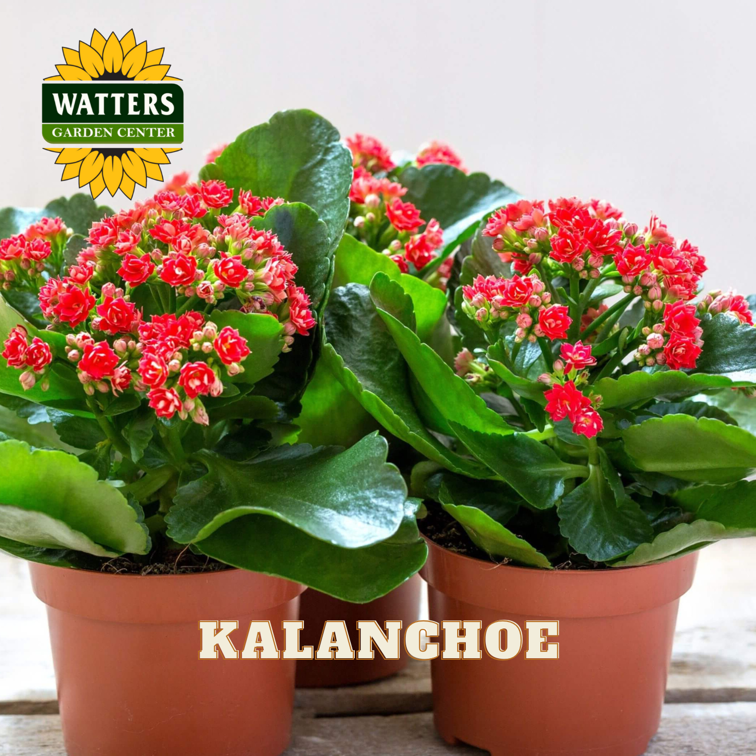 Red blooms of the Kalanchoe plant with bright green leaves potted in brown plastic containers.