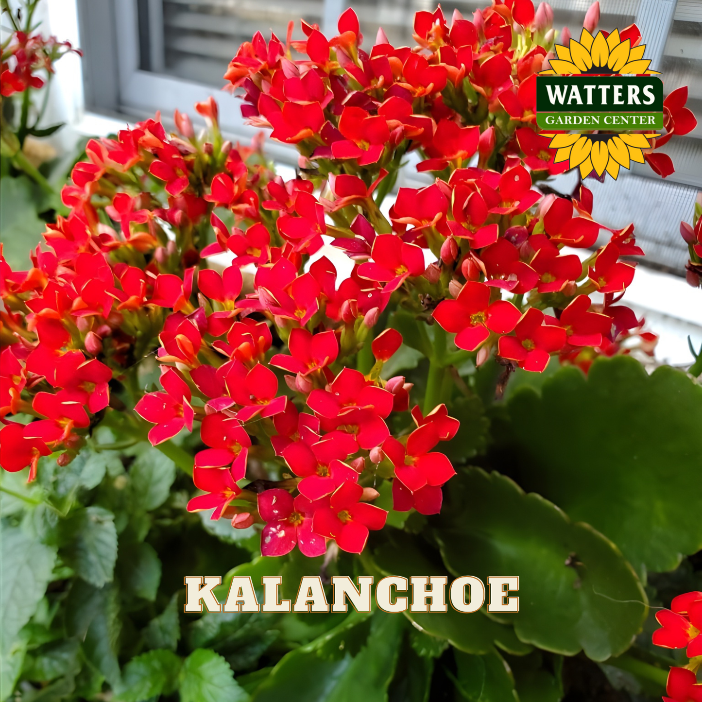 Closeup of the red-orange blooms of the Kalanchoe plant.