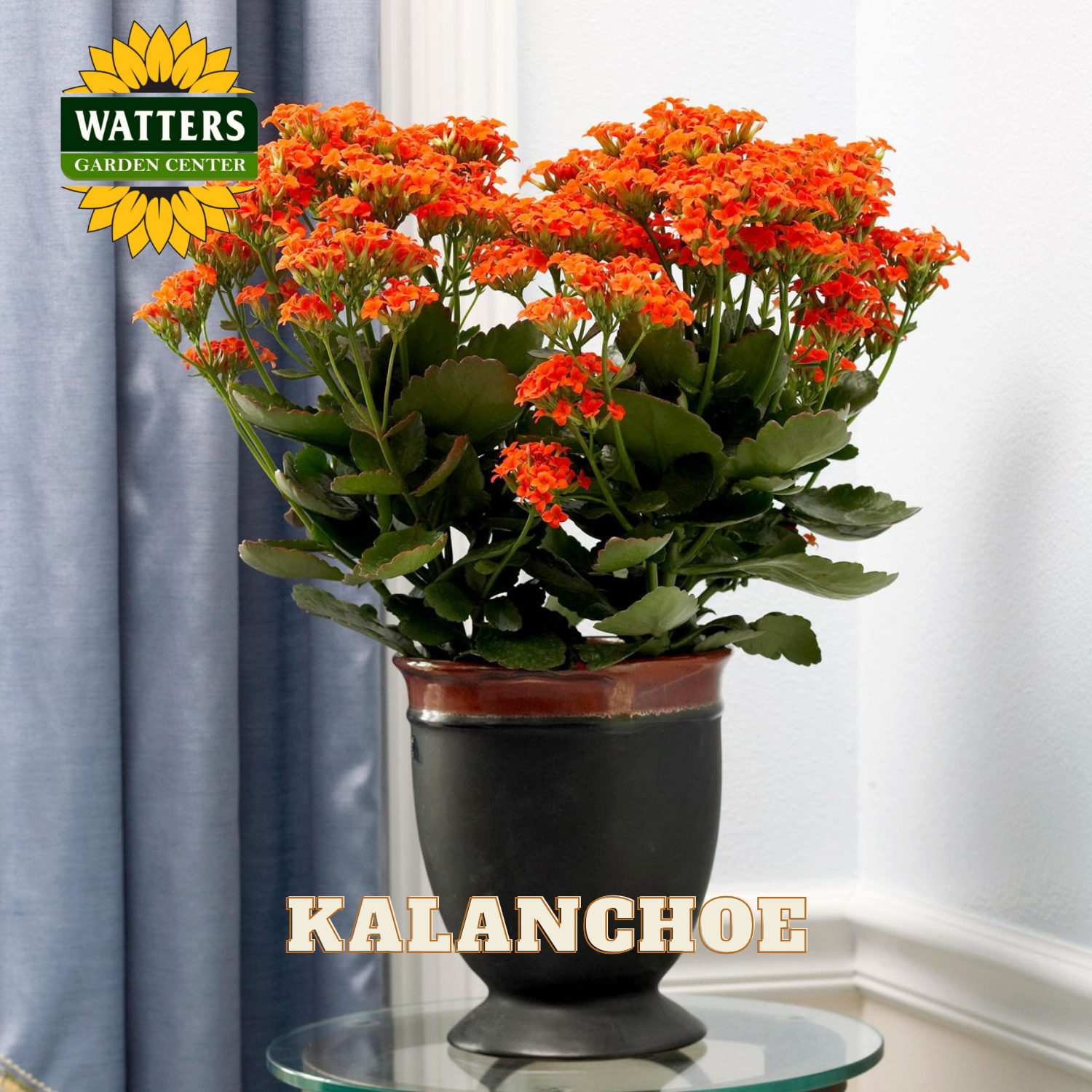 Kalanchoe plant with orange blooms potted in a brown and black pot set on a glass table.