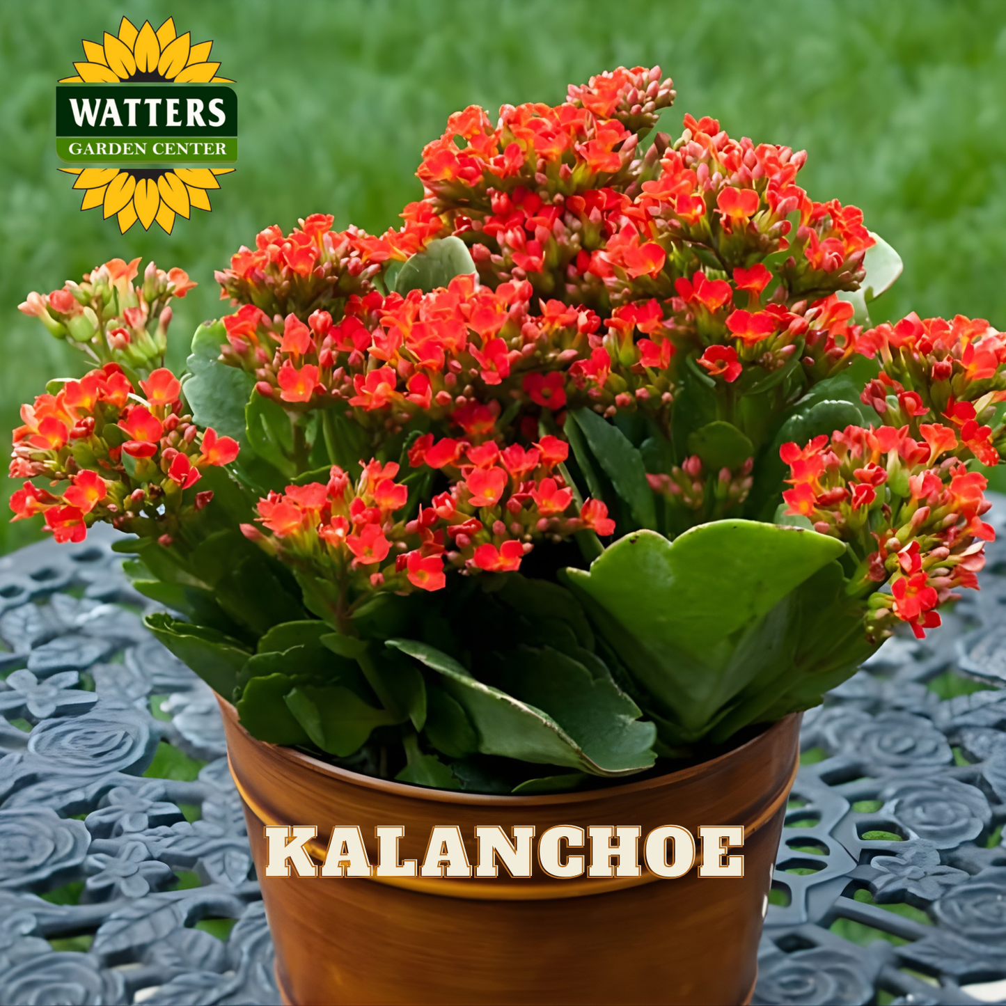 Kalanchoe plant with red-orange flowers are potted in a brown pot and set on an iron table in an outdoor garden.