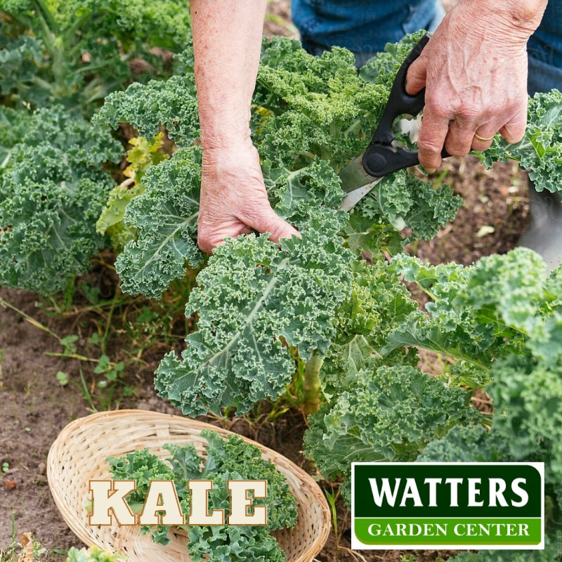 ASSORTED KALE 6pk