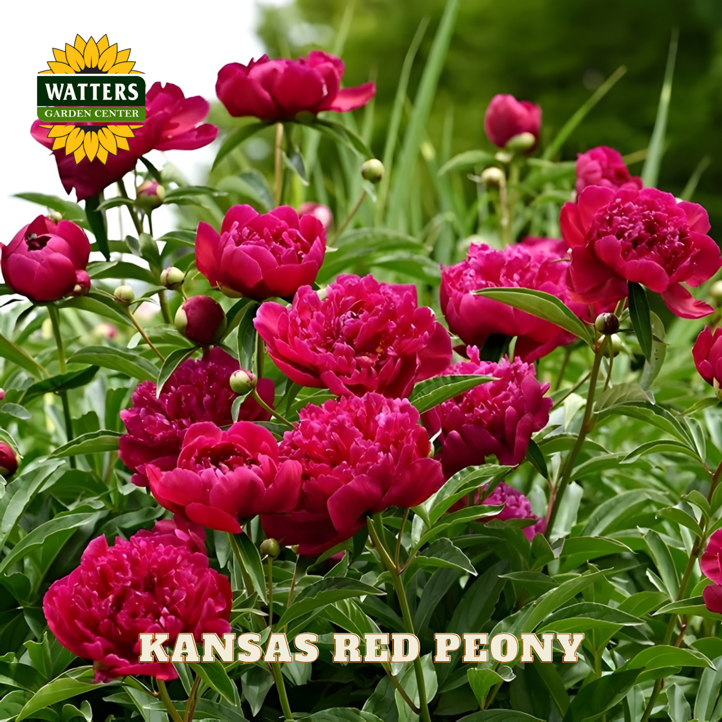 Pink peony flowers with Watters Garden Center logo and 'Kansas Red Peony' text.