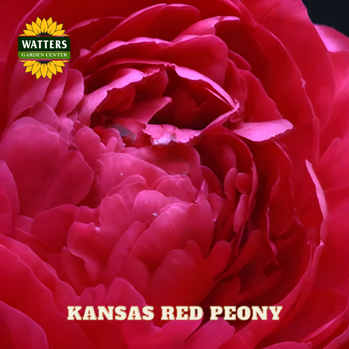 Close-up of a Kansas Red Peony with Watters Garden Center logo.